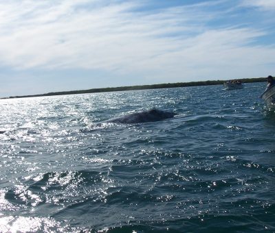 Inicia avistamiento de ballenas en López Mateos
