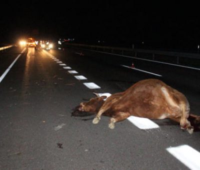 Un serio peligro el ganado suelto en carretera