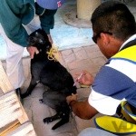 Por iniciar campaña de vacunación antirrábica canina en Comondú será del 11 al 17 de marzo (Jesús Gavilán López)